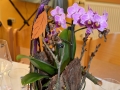 DSC_3483-Medium